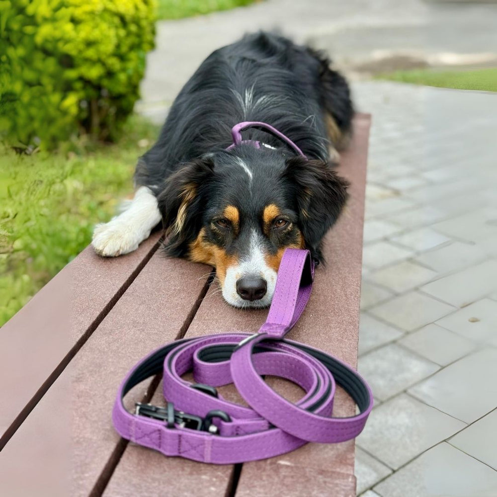 Ein trauriger Hund mit schwarz-braunem Fell liegt auf einer Bank, neben ihm die lila Nylon-Führleine mit Froschkarabiner.