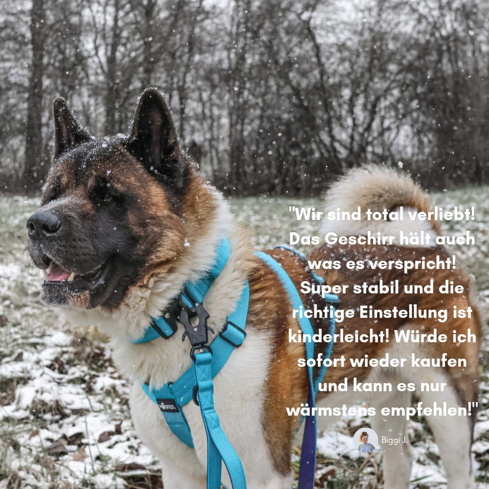 Glücklicher Hund im Schnee mit blauem Y-Geschirr und Griff, umgeben von schneebedeckten Bäumen.