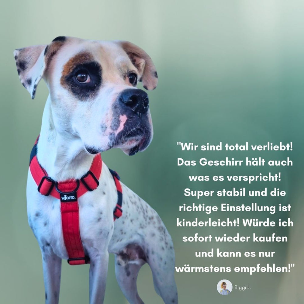 "Y-Hundegeschirr mit Griff: stabil, leicht verstellbar – positiver Nutzerbericht neben rotem Halsbandhund."
