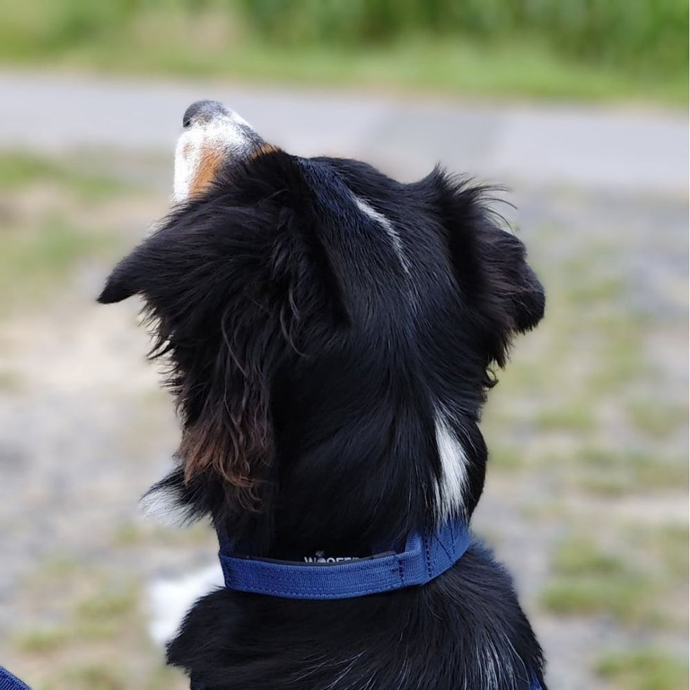 Schwarzer Hund mit weißen und braunen Abzeichen trägt blaues Nylon-Halsband mit Griff, schaut neugierig nach oben.