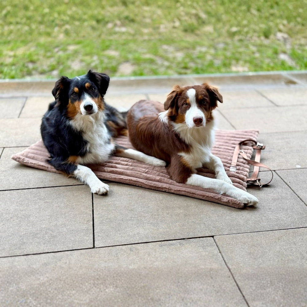 Zwei entspannte Hunde liegen auf einer gepolsterten Reisedecke auf einem gepflasterten Boden.