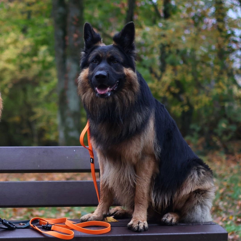 Hund mit schwarzem und braunem Fell sitzt auf einer Holzbank, trägt eine orangefarbene Führleine WOOFLEX® mit Froschkarabiner.