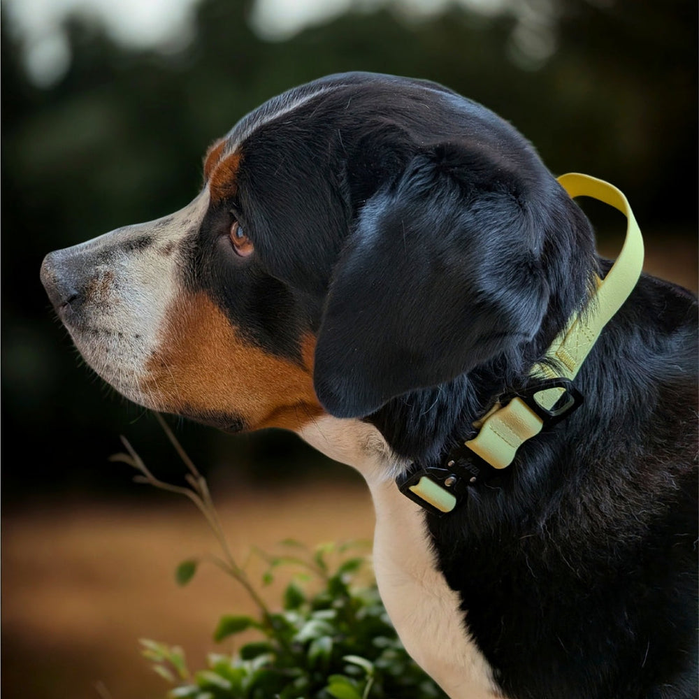Hund im Profil mit schwarz-braunem Fell trägt hellgelbes verstellbares Halsband WOOFLEX® in natürlicher Umgebung.