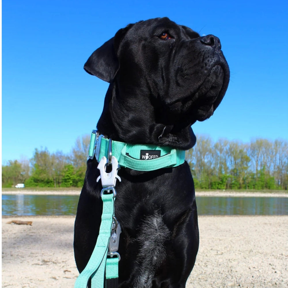 Schwarzer Hund mit breitem Kopf im hellblauen Geschirr und passender Führleine am Ufer zwischen Bäumen.