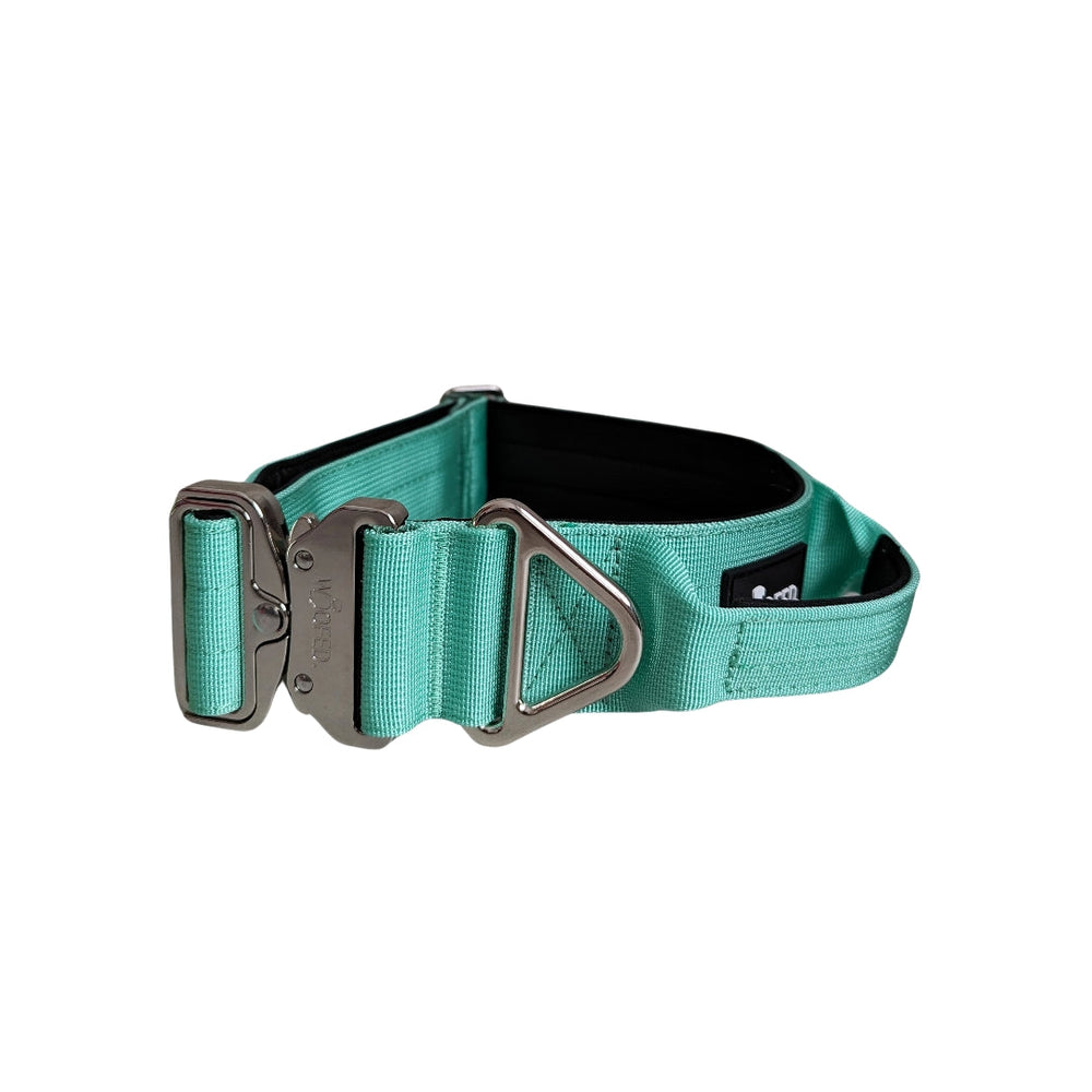 Türkises Nylonhalsband für kleine Hunde mit gepolstertem Gurt und Aluverschluss. Ideal für Komfort und Sicherheit.