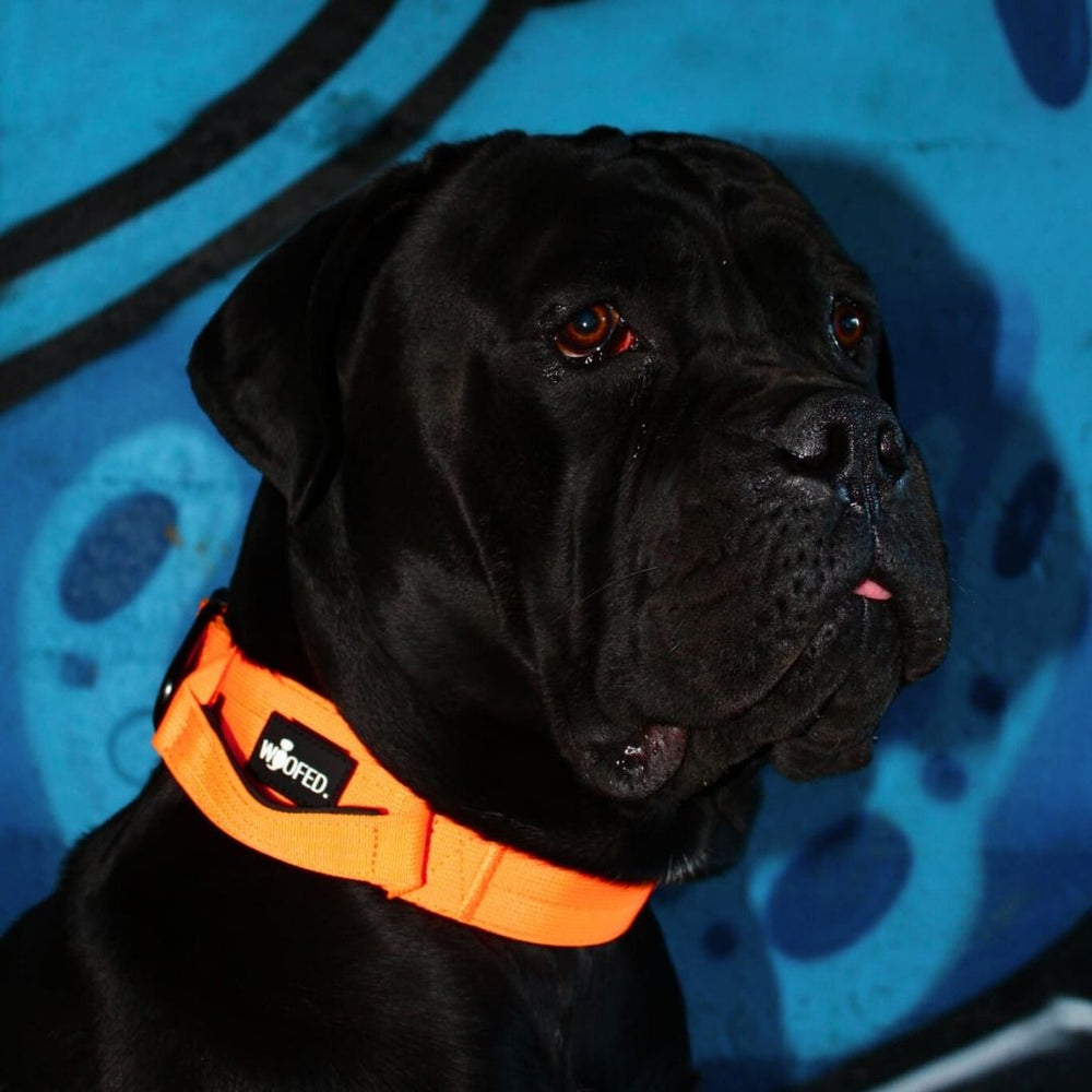 Schwarzer Hund mit kräftiger Statur trägt leuchtend orangefarbenes Nylon-Halsband mit Griff vor blauer Wand.