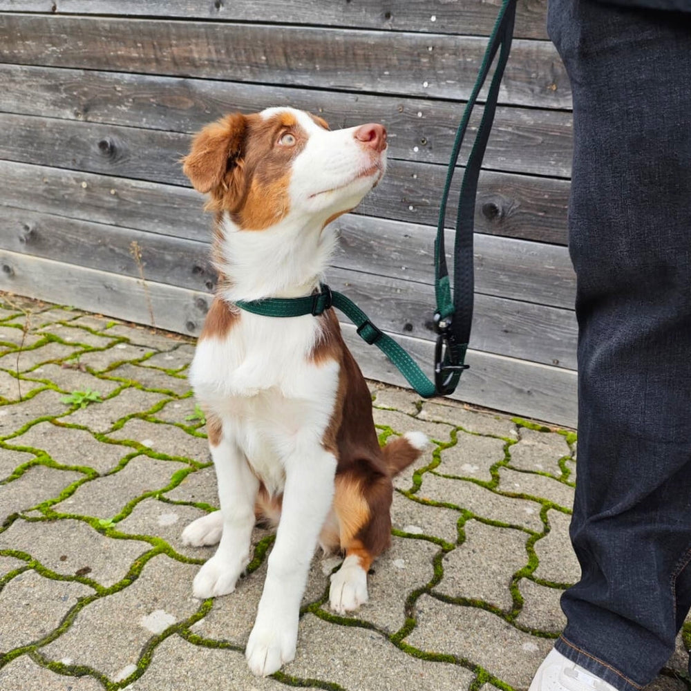 Nylon Retrieverleine von WOOFED mit verstellbarem Geschirr für Hunde, ideal für Training und Spaziergänge, komfortabel und si