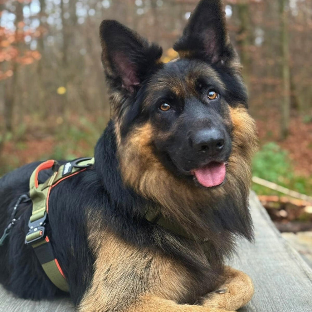 Mittelgroßer Hund mit schwarz-braunem Fell liegt entspannt auf Holzoberfläche und trägt ein Y-Hundegeschirr mit Griff.