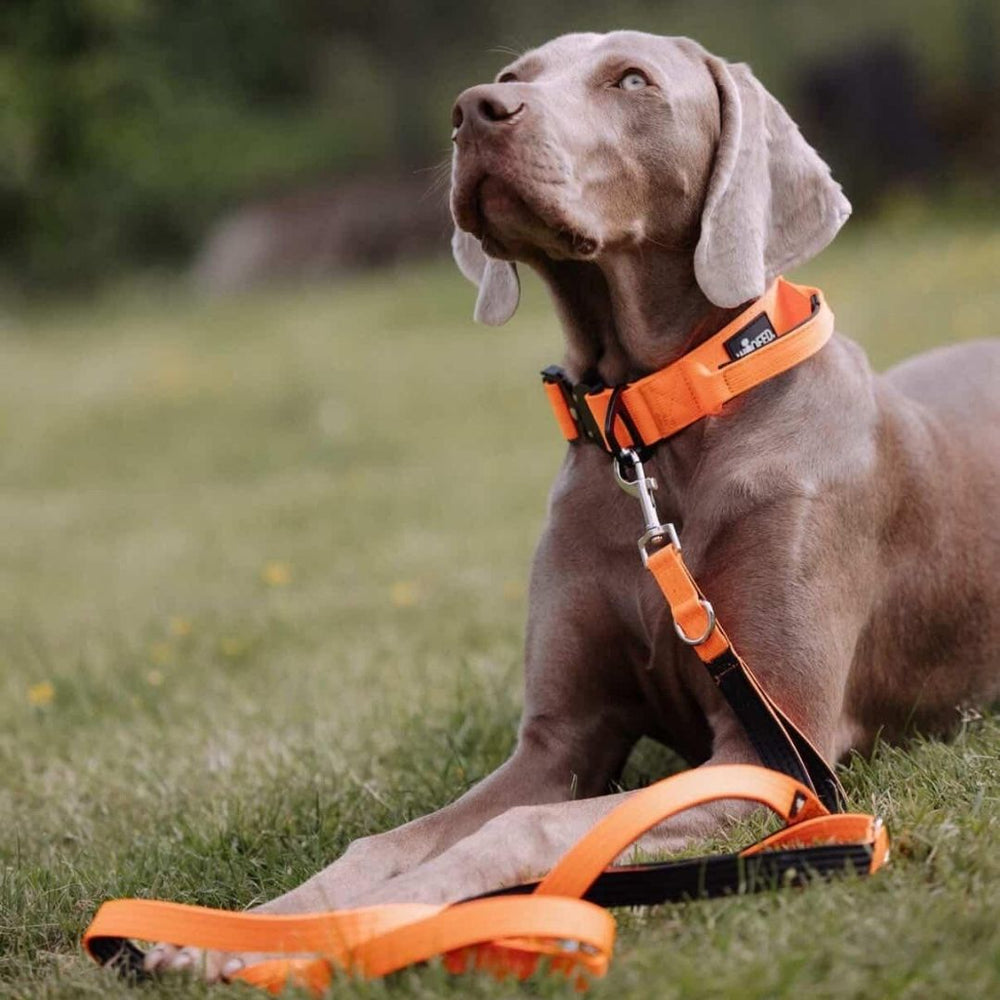 Grauer Hund mit orangefarbenem Geschirr und Nylon Classic Führleine sitzt auf grünem Rasen und schaut nach oben.