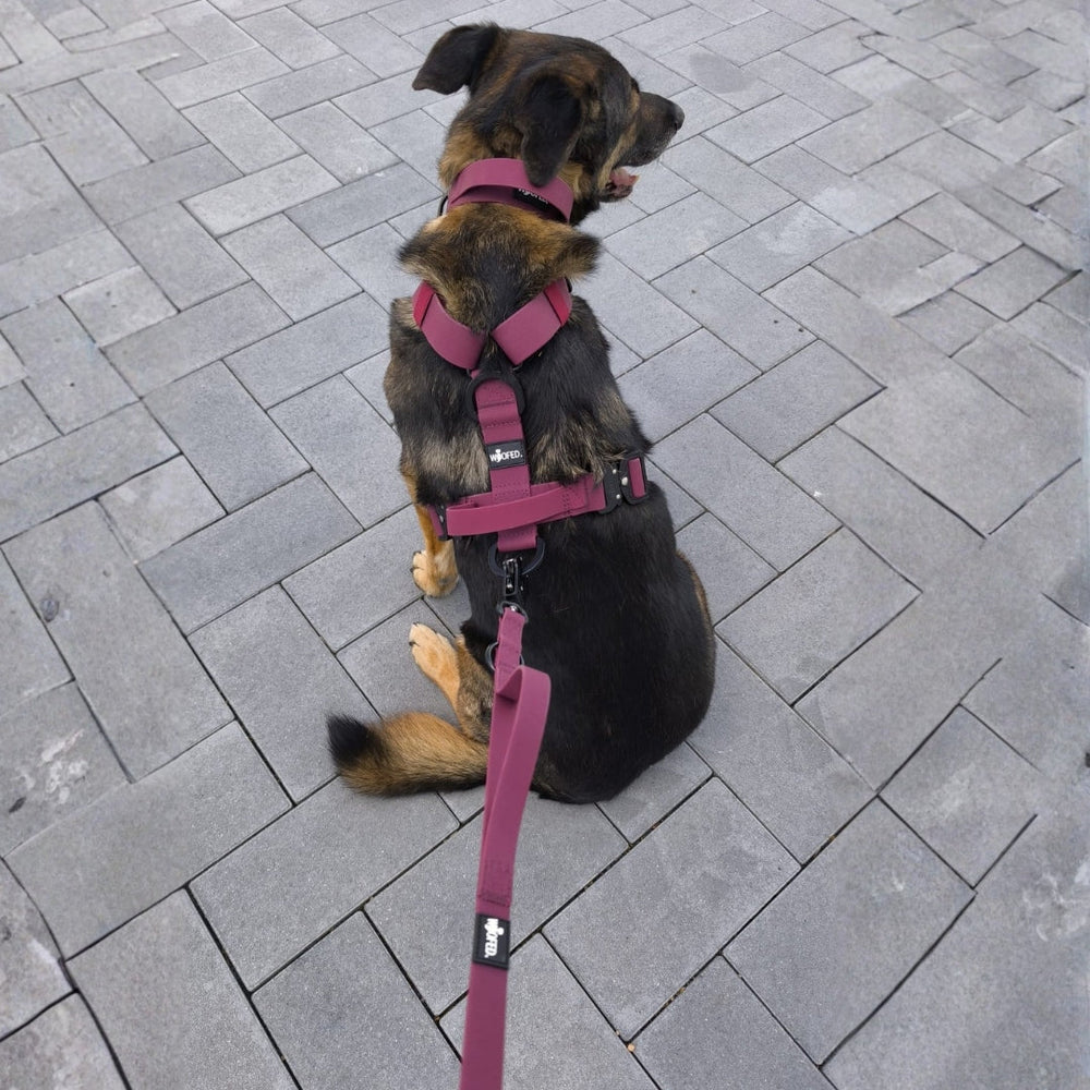 Hund mit rosa Geschirr und Leine WOOFLEX® Froschkarabiner sitzt auf grauem Pflasterstein.