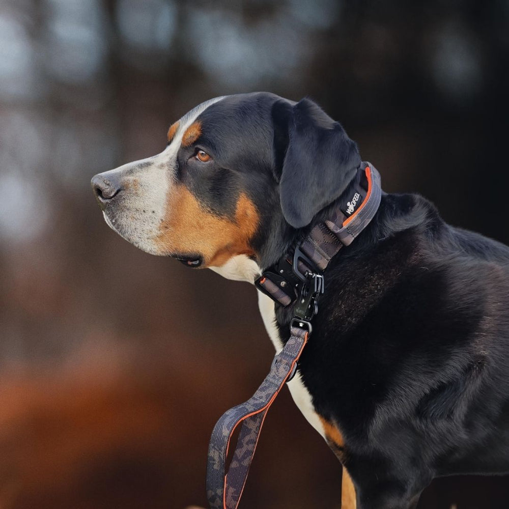 Hund mit schwarz-braunem Fell trägt eine Führleine mit Froschkarabiner in natürlicher Umgebung.