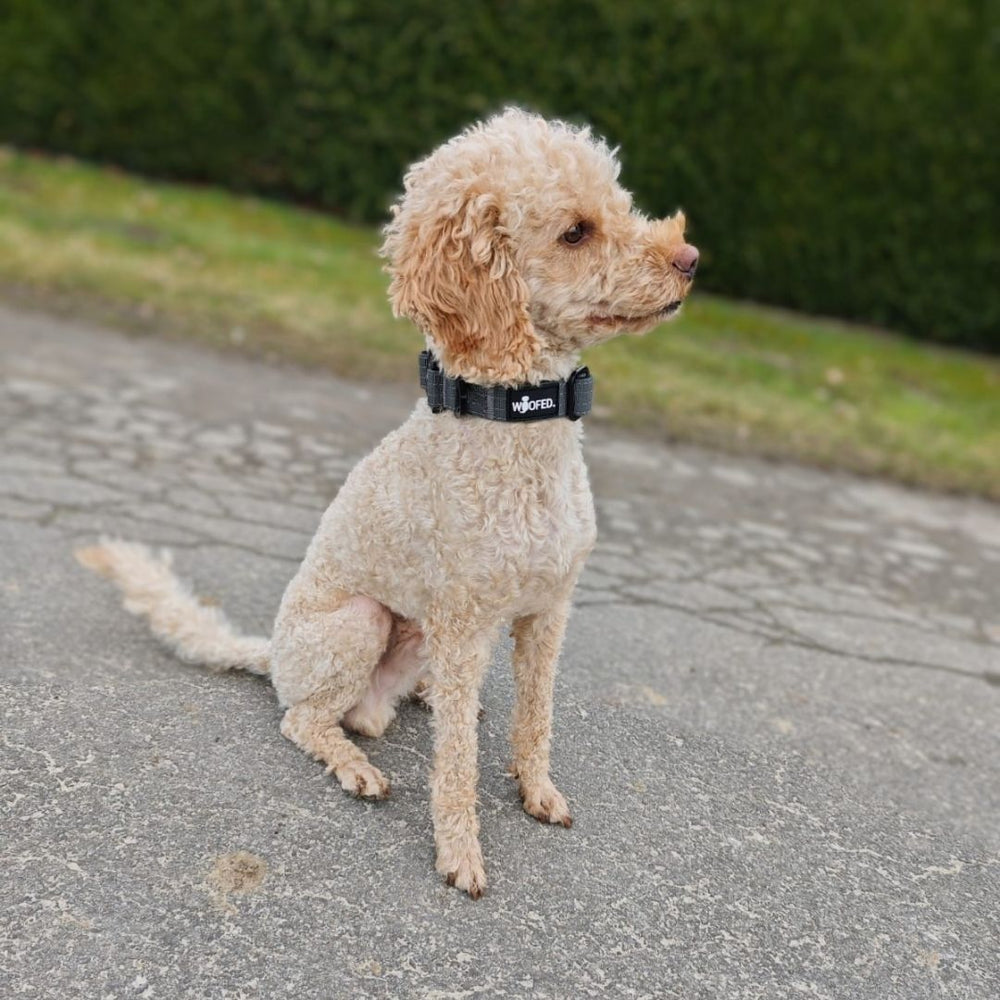 Taktisches Nylon Halsband für kleine Hunde in Schwarz, sitzender Hund mit lockigem, hellbraunem Fell auf gepflastertem Weg.