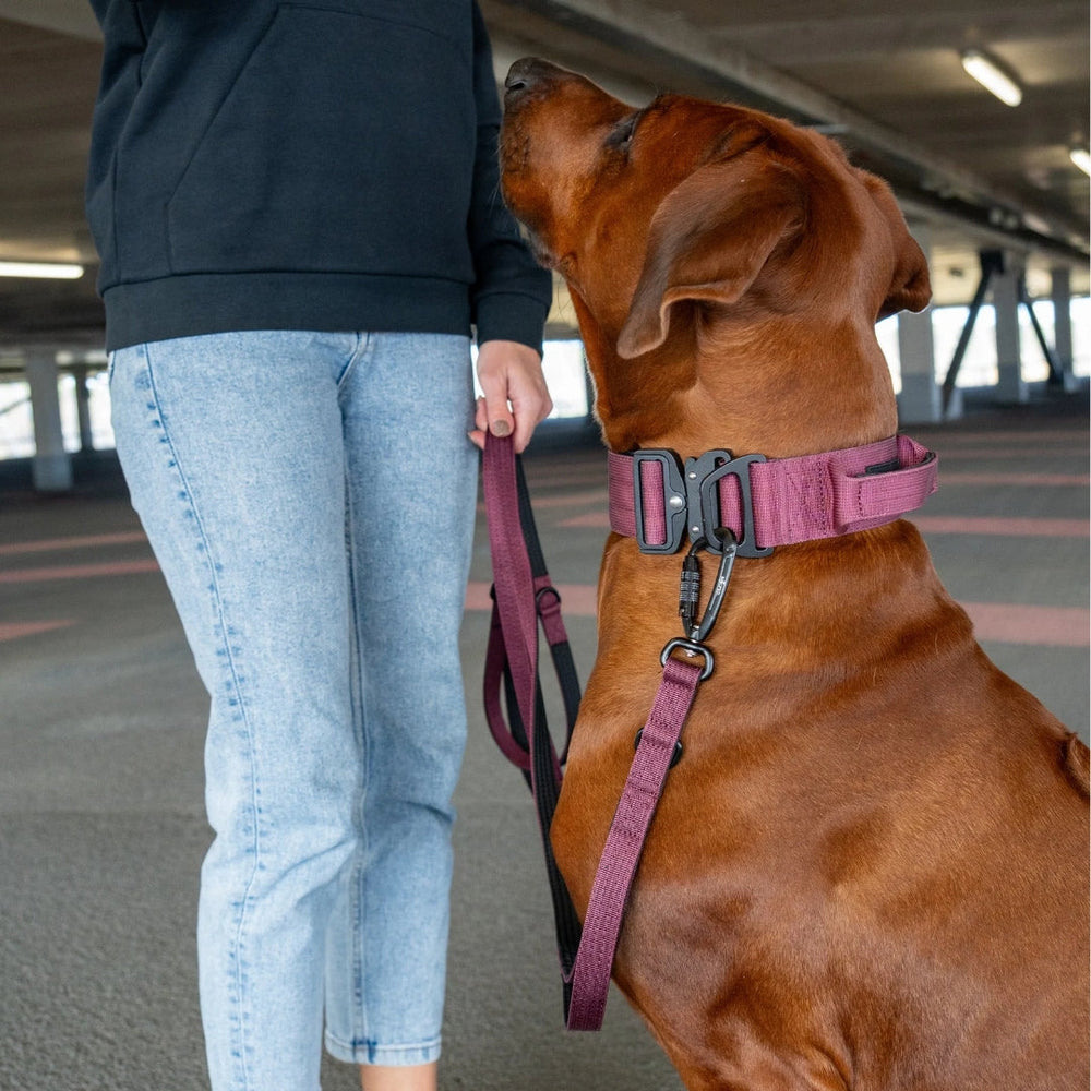 Person im schwarzen Hoodie hält braunen Hund mit pinkfarbenem Geschirr und Leine in Parkgarage mit grauem Boden.