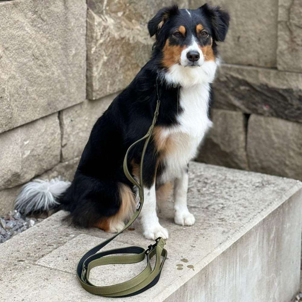 Australian Shepherd sitzt auf steinernem Untergrund neben einer grünen Nylon Classic Hundeleine.