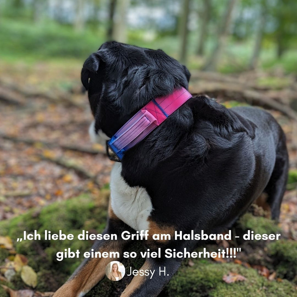 Ultraleichtes Nylon Halsband-Leine-Set: Hund schaut aufmerksam in die Ferne, umgeben von unscharfen Bäumen.