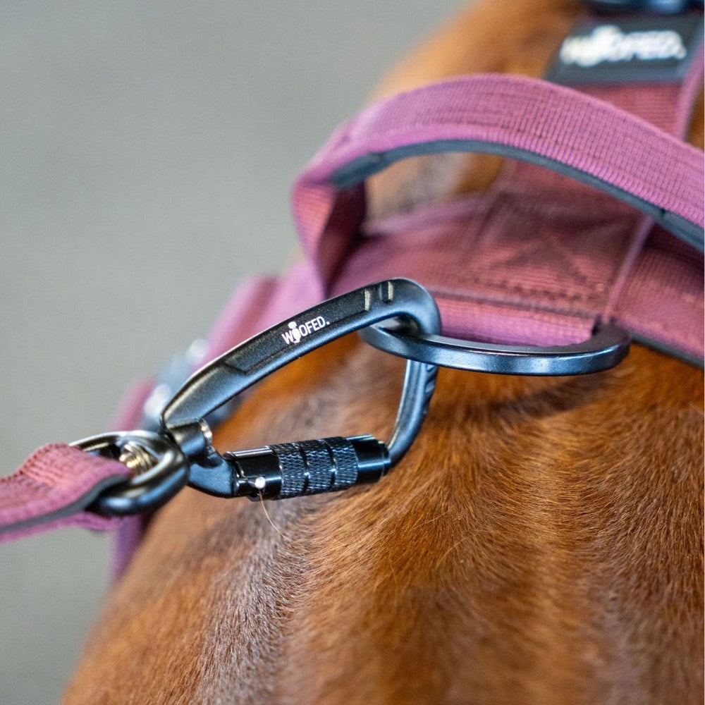 Schwarzer Sicherheitskarabiner an lila Hundegeschirr mit Hund im Hintergrund.