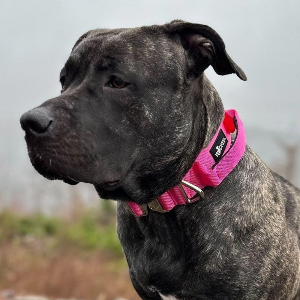 "Gestromter Hund mit pinkem Nylonhalsband und Aluverschluss blickt seitlich in die Kamera vor bewölktem Hintergrund."