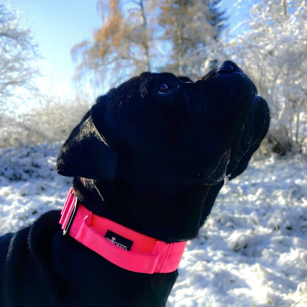 Schwarzer Hund mit pinkem Nylon-Halsband in verschneiter Landschaft unter klarem Himmel.
