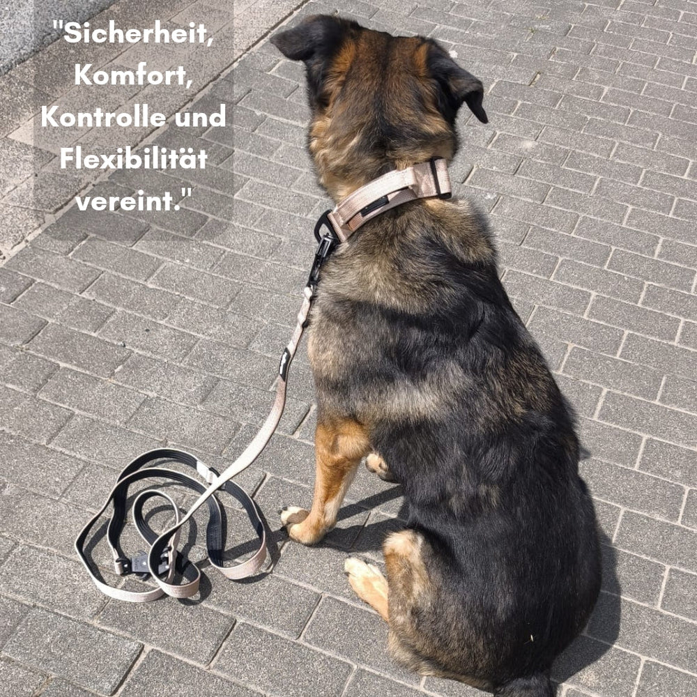Hund mit Geschirr und aufgewickelter Leine aus Nylon auf einem Gehweg, daneben Eigenschaften des Geschirrs.