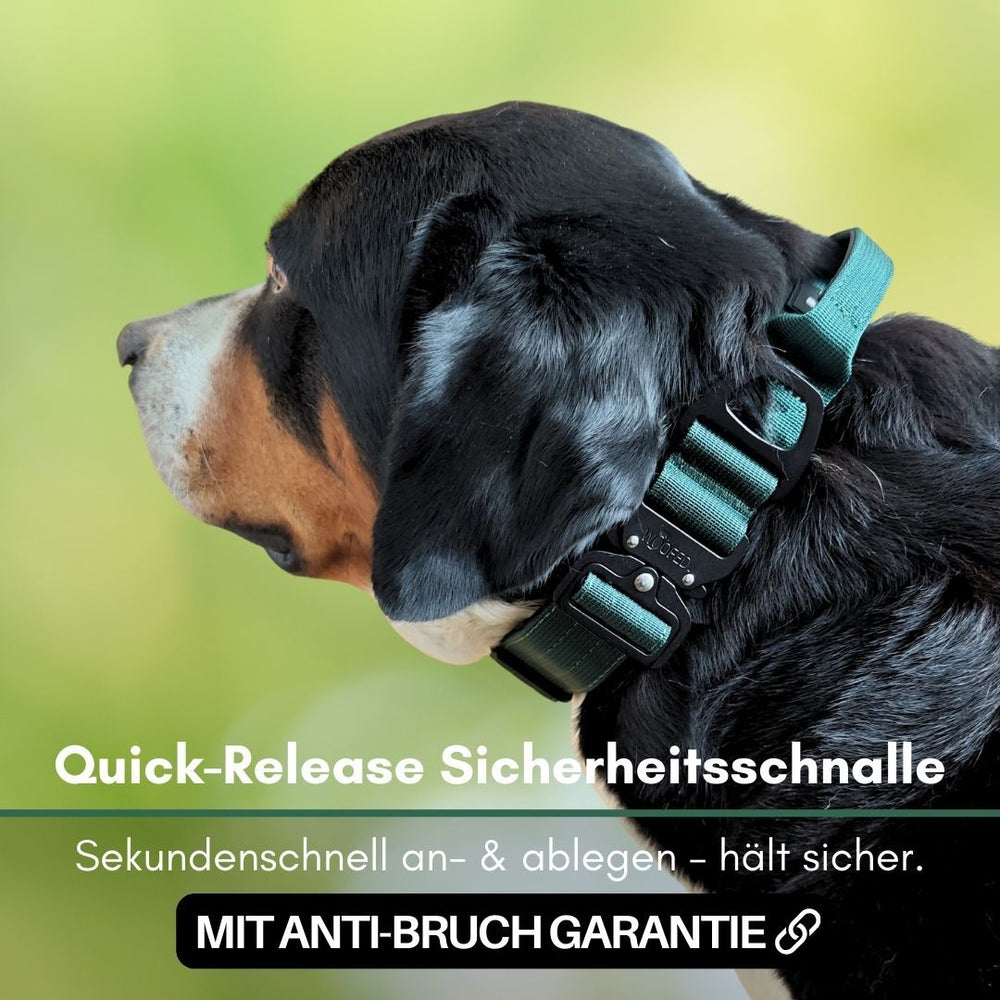Hund trägt leichtes Nylonhalsband mit grünem, einfach bedienbarem Quick-Release-Sicherheitsverschluss.