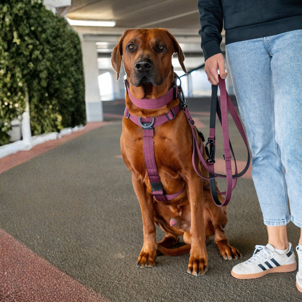 Brauner Hund im lila Y-Geschirr, sitzt im Parkhaus, gehalten von einer Person in graublauem Outfit.