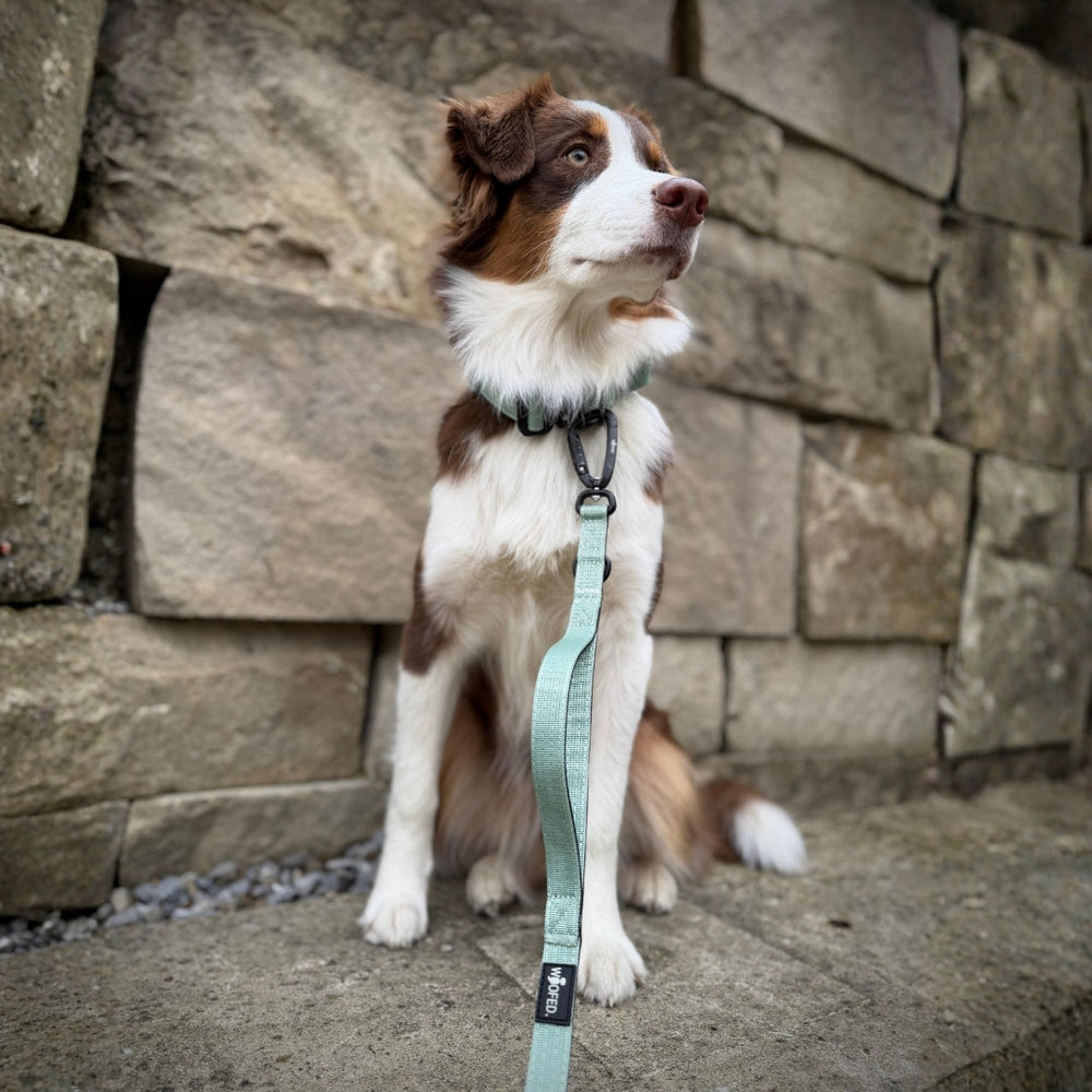 Australian Shepherd-Mischung an einer Steinmauer mit heller Führleine und Sicherheitskarabiner, aufmerksam in die Ferne blickend.