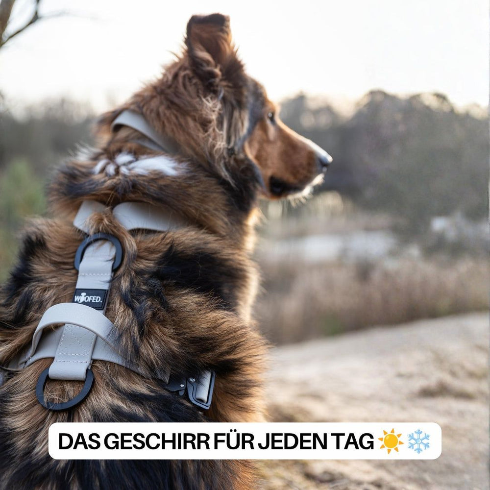 Hund im grauen WOOFLEX® Y-Hundegeschirr mit Griff, steht draußen umgeben von Bäumen und einem verschwommenen Weg.