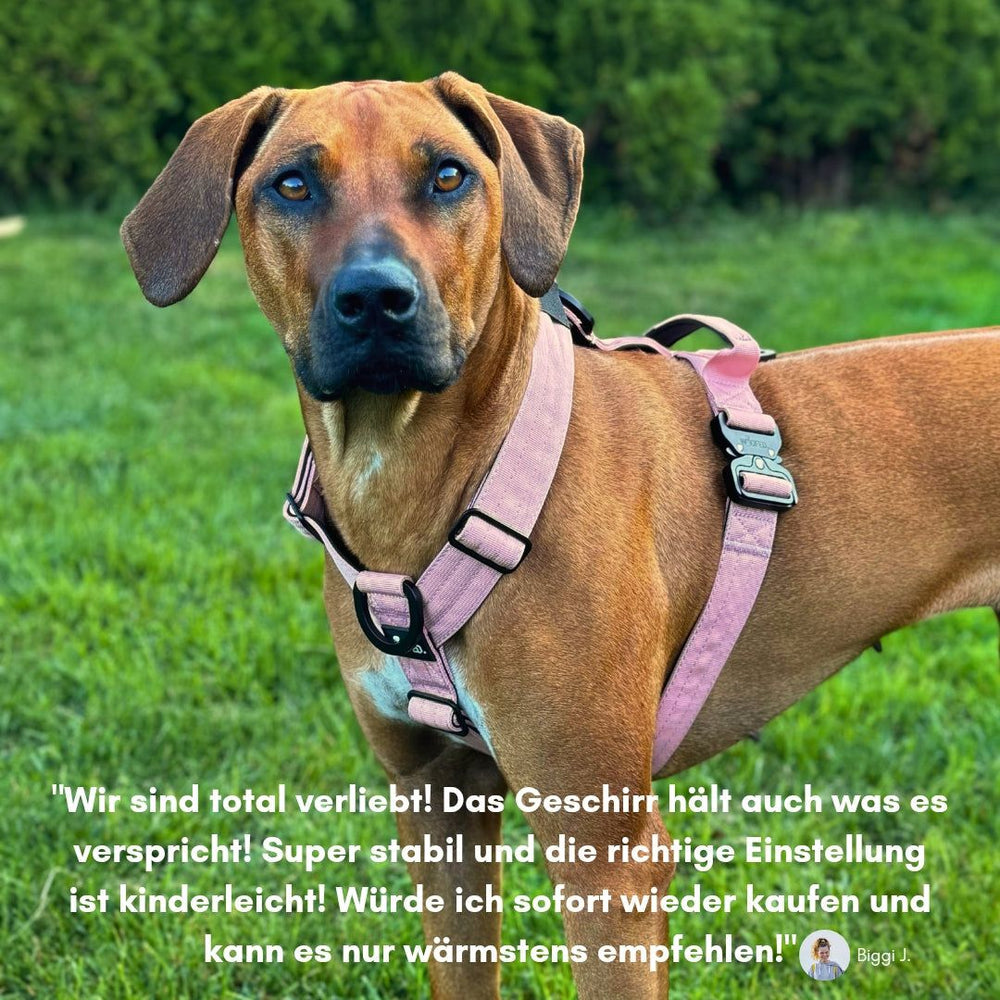 Hund im rosa Y-Geschirr sitzt auf grüner Wiese und schaut in die Kamera. Zitat über positive Erfahrungen im Bild.