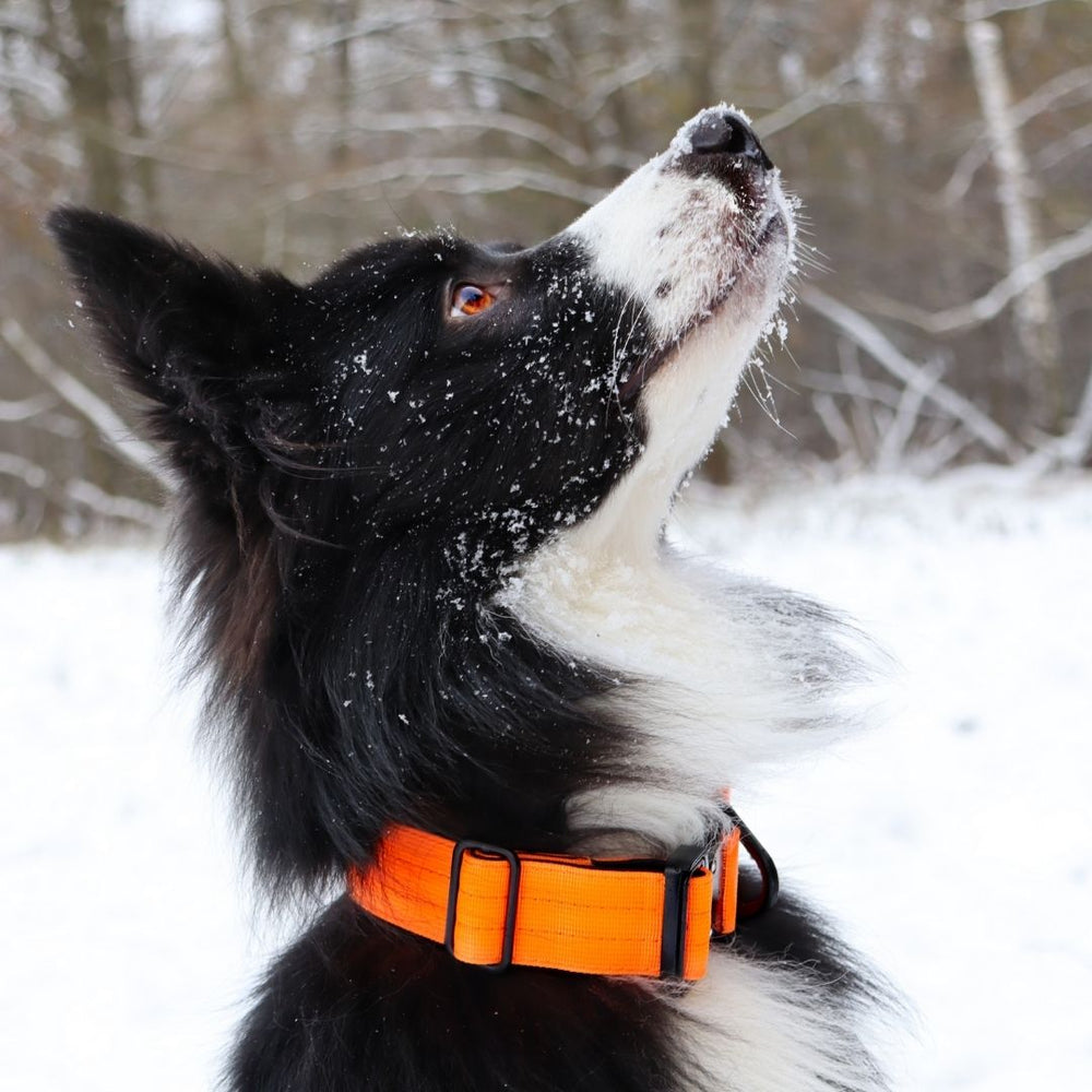 Ultraleichtes Nylonhalsband mit Griff an einem Hund im Schnee mit orangefarbener Farbe.