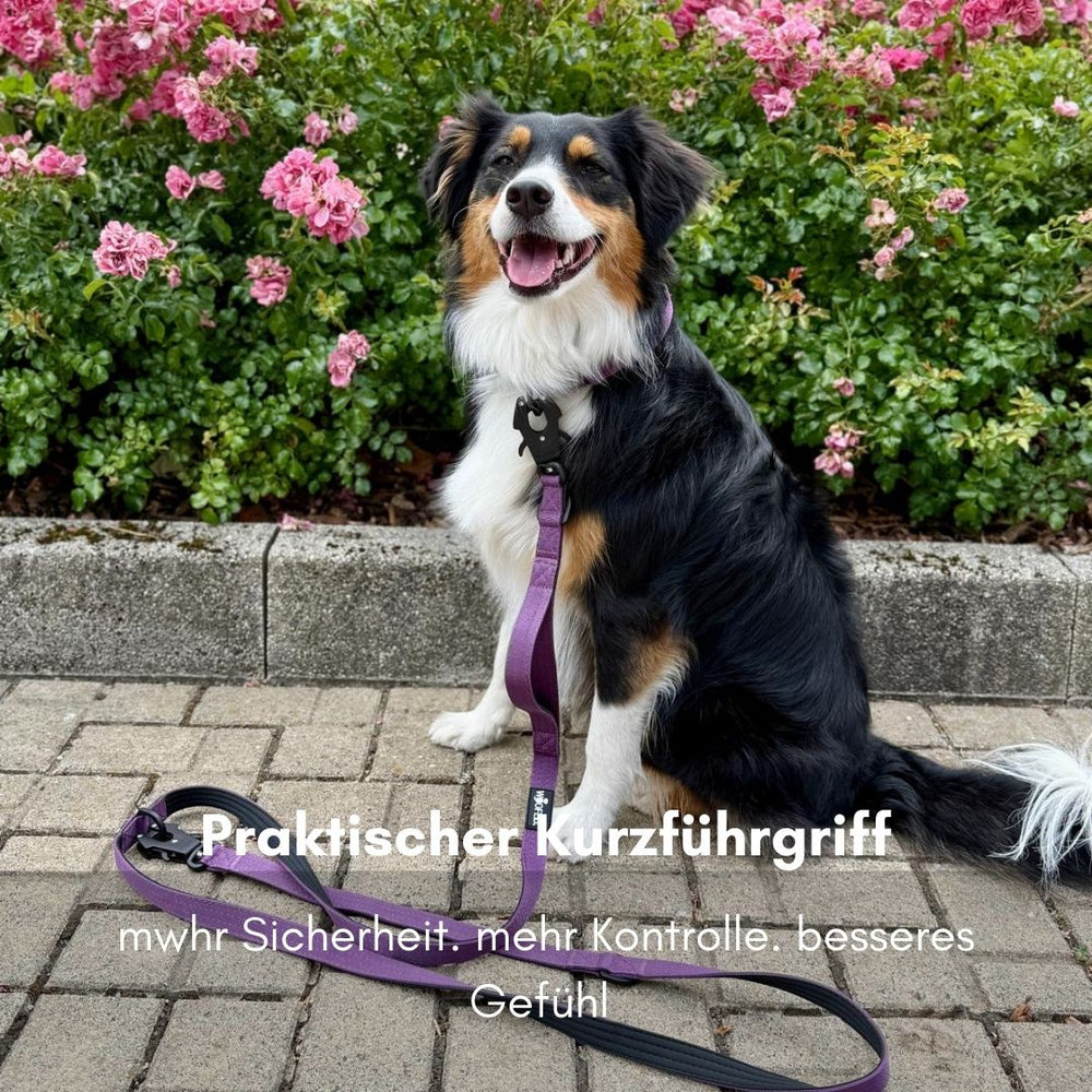 "Lila Hundeleine mit Froschkarabiner, Hund sitzt zwischen rosa Blumen, betont Sicherheit und Kontrolle."