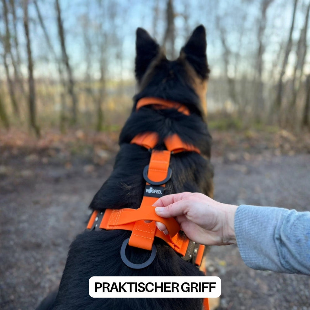 Hund mit orangefarbenem Y-Geschirr WOOFLEX® und Griff, umgeben von Bäumen in einer schönen Landschaft.