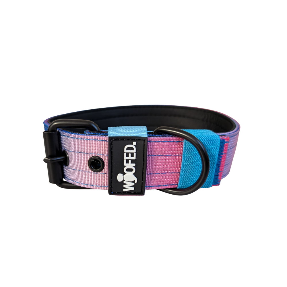 Nylon Classic Halsband in Pink und Blau mit robustem Verschluss und D-Ring für sichere Leinenbefestigung.