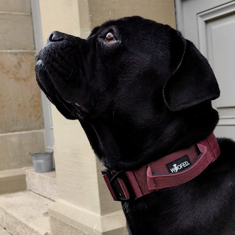 Schwarzer Hund im burgunderfarbenen Nylonhalsband mit Griff, schaut nach oben, im Hintergrund Stufen und Tür.