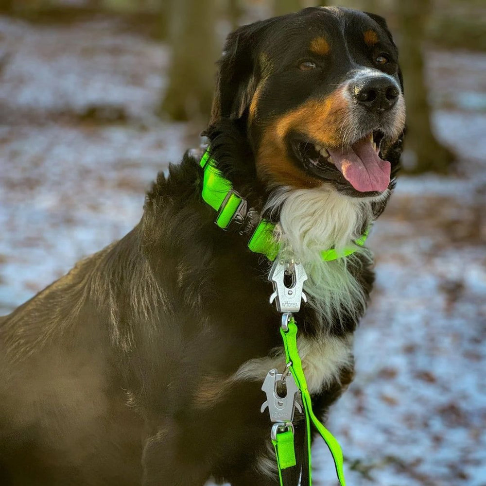 Hund im Wald mit grünem Geschirr und Leine, schneebedeckte Umgebung, schwarz-braunes Fell, fröhlicher Blick in die Kamera.