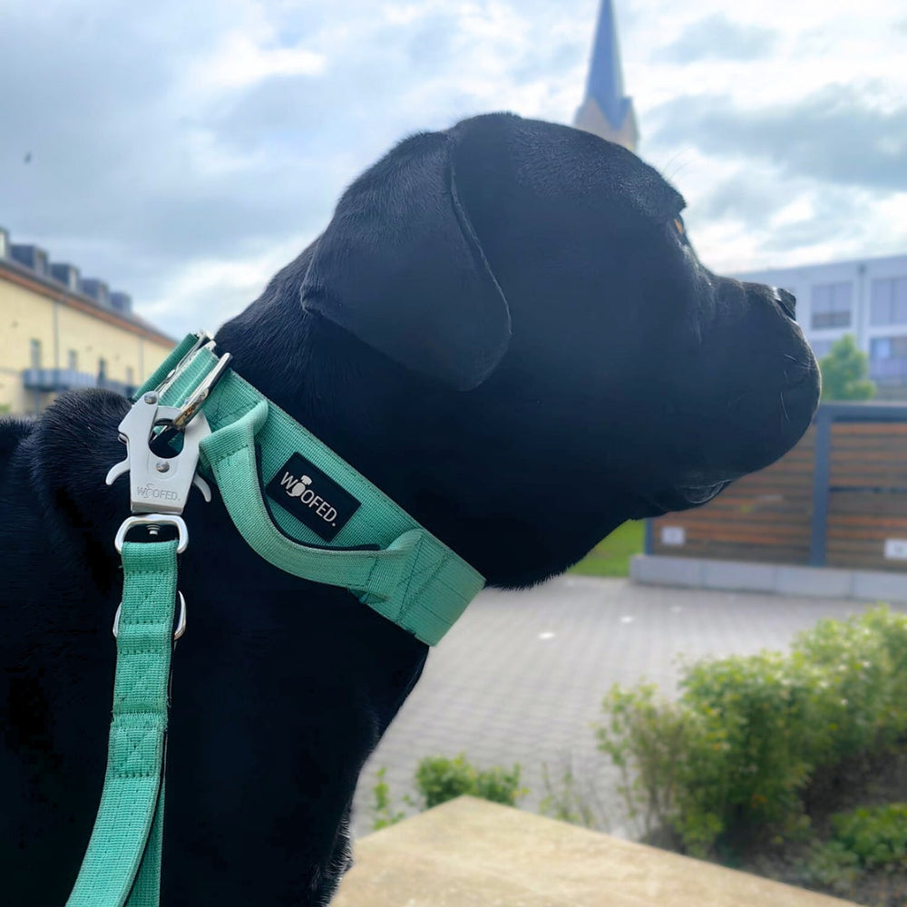 Schwarzer Hund mit mintgrünem Nylonhalsband und Leine in städtischer Umgebung mit Pflanzen.