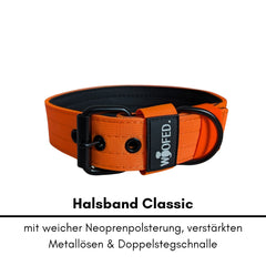 Nylon Classic Halsband in Orange mit Neoprenpolsterung, verstärkten Metallösen und Doppelschnalle für Komfort und Sicherheit.