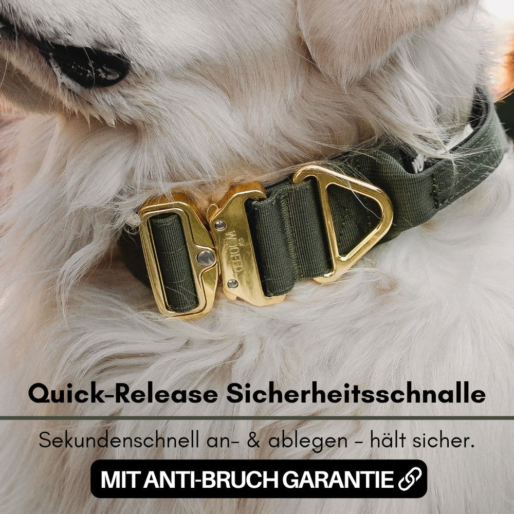 Grünes Nylonhalsband für kleine Hunde mit goldener Schnellverschluss-Sicherheitsschnalle. Ideal für Komfort und Sicherheit.