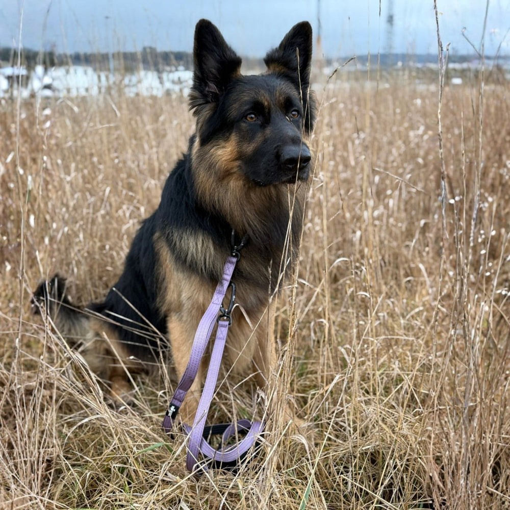 Hund im hohen, trockenen Gras mit lila Geschirr und Führleine, sicher mit einem Karabiner verbunden.