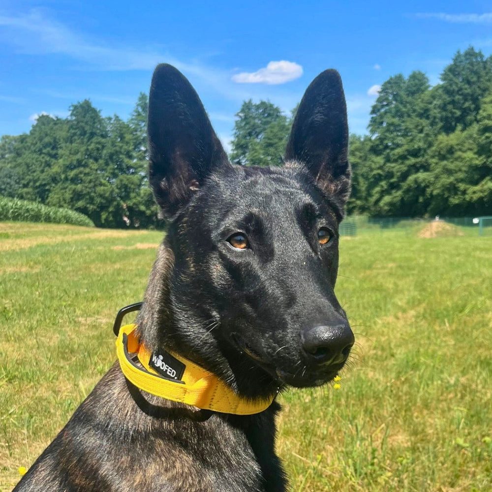 Schwarzer, gestromter Hund mit gelbem Halsband im Freien, steht vor Bäumen und grünem Feld, schaut in die Kamera.