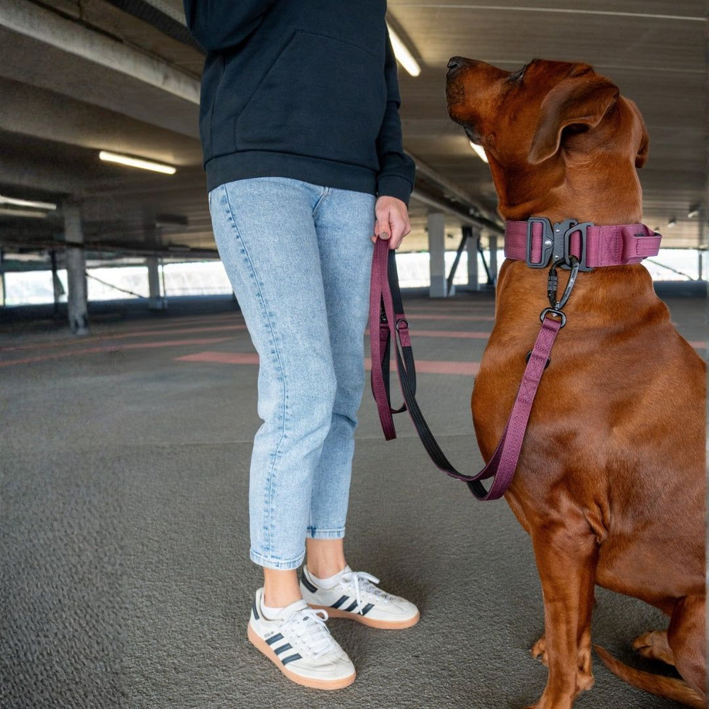 Person mit braunem Hund an einer pinken Leine in Parkgarage, Sicherheitskarabiner an NYLON Führleine sichtbar.