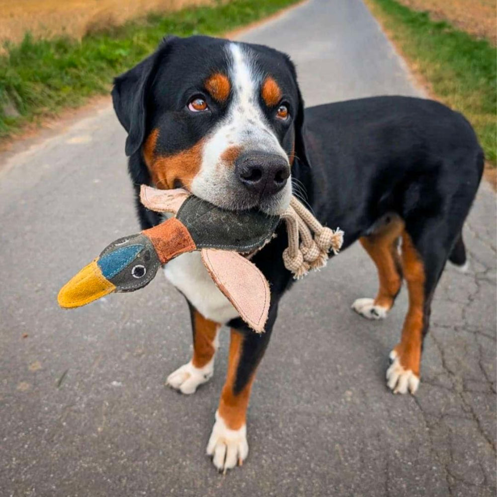 Hund mit buntem Spielzeug in Form einer Ente auf einem Weg, umgeben von Feldern, für nachhaltigen Hundespaß.