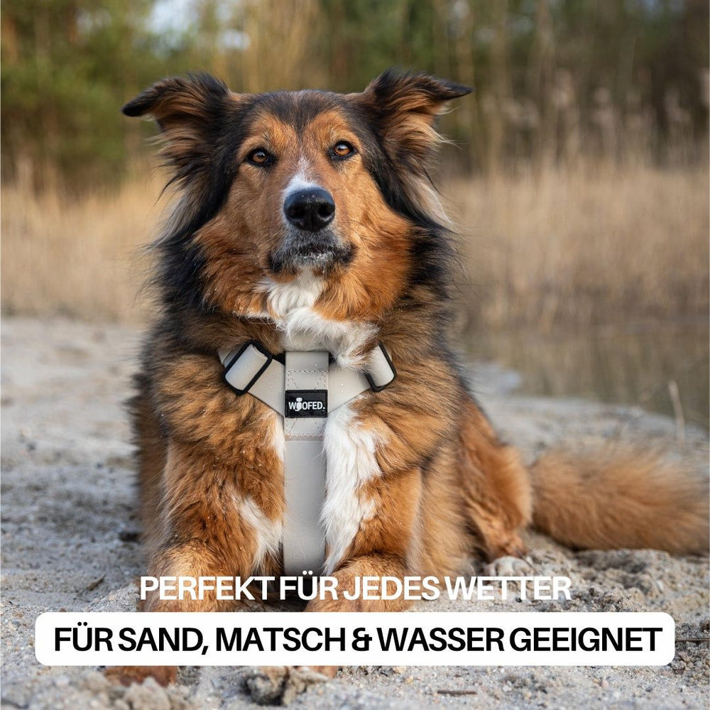 Hund im WOOFLEX® Y-Geschirr sitzt entspannt auf sandigem Boden, umgeben von natürlicher Landschaft.