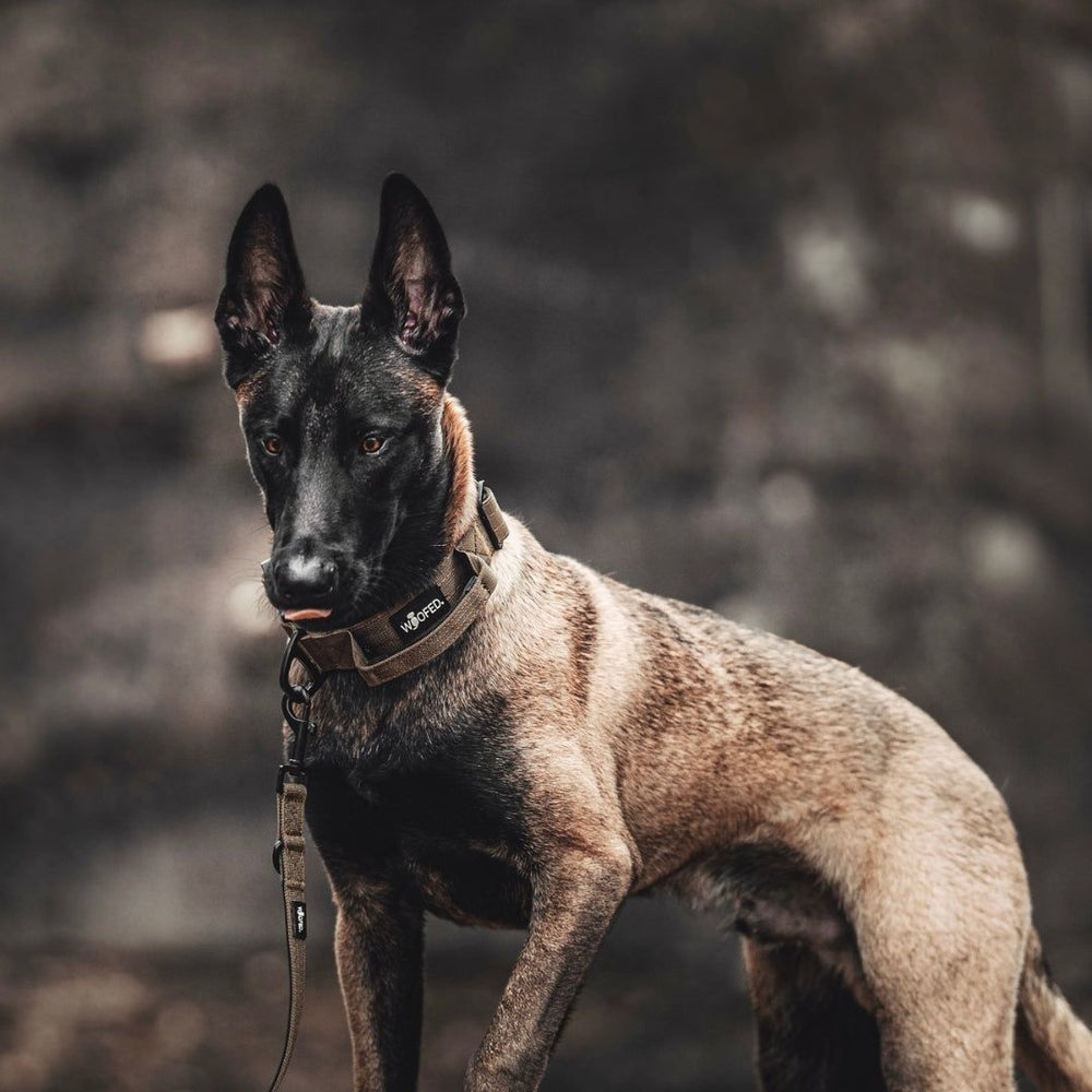 Malinois-Hund mit braun-schwarzem Fell trägt ein ultraleichtes Nylon-Halsband mit Griff und blickt aufmerksam.