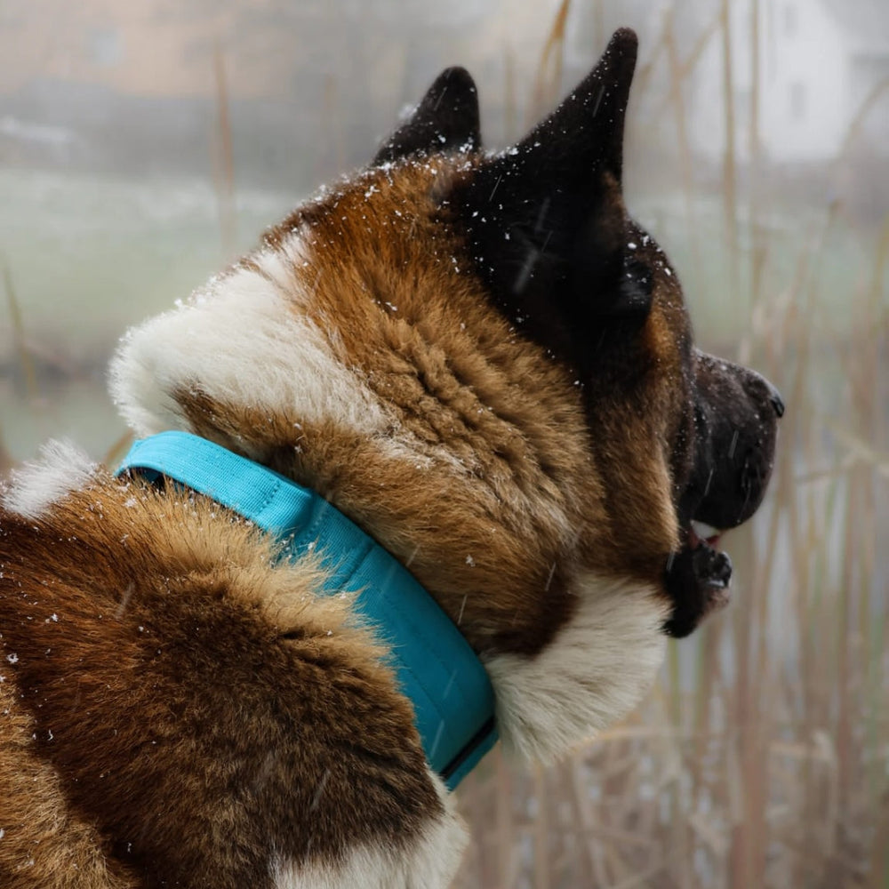 "Akita-Hund mit braunem und weißem Fell trägt ein hellblaues, ultraleichtes Nylon-Halsband mit Griff."
