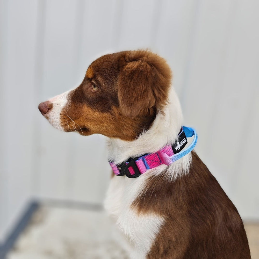 "Hund mit buntem Nylon-Halsband und Griff im Profil, braun-weißes Fell vor hellem Hintergrund."