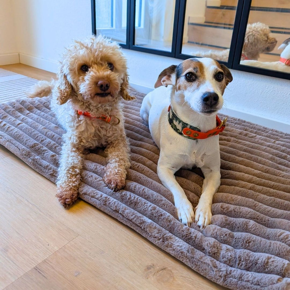 Zwei Hunde auf einer grauen Reisedecke: ein lockiger, hellbrauner Mischling und ein schlanker, weißer Hund mit Halsband.
