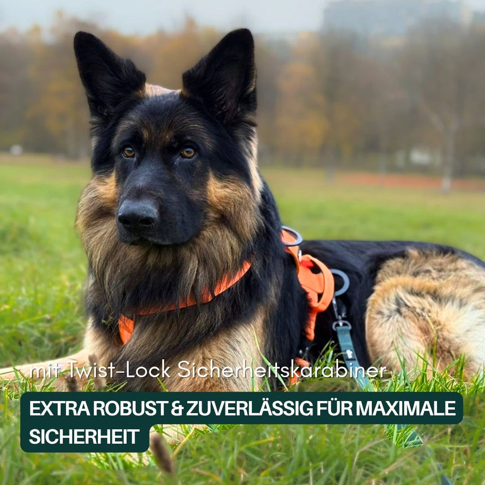 Hund mit orangefarbenem Geschirr auf Wiese, umgeben von Bäumen und grauem Himmel, nutzt WOOFLEX® Schleppleine.