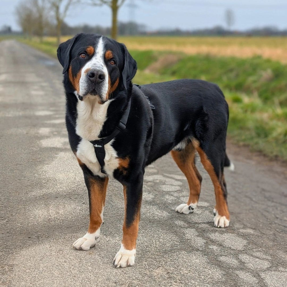 Ein schwarz-brauner Hund mit weißen Abzeichen trägt ein Y-Hundegeschirr und steht auf einem Weg, umgeben von Feldern und Bäumen.