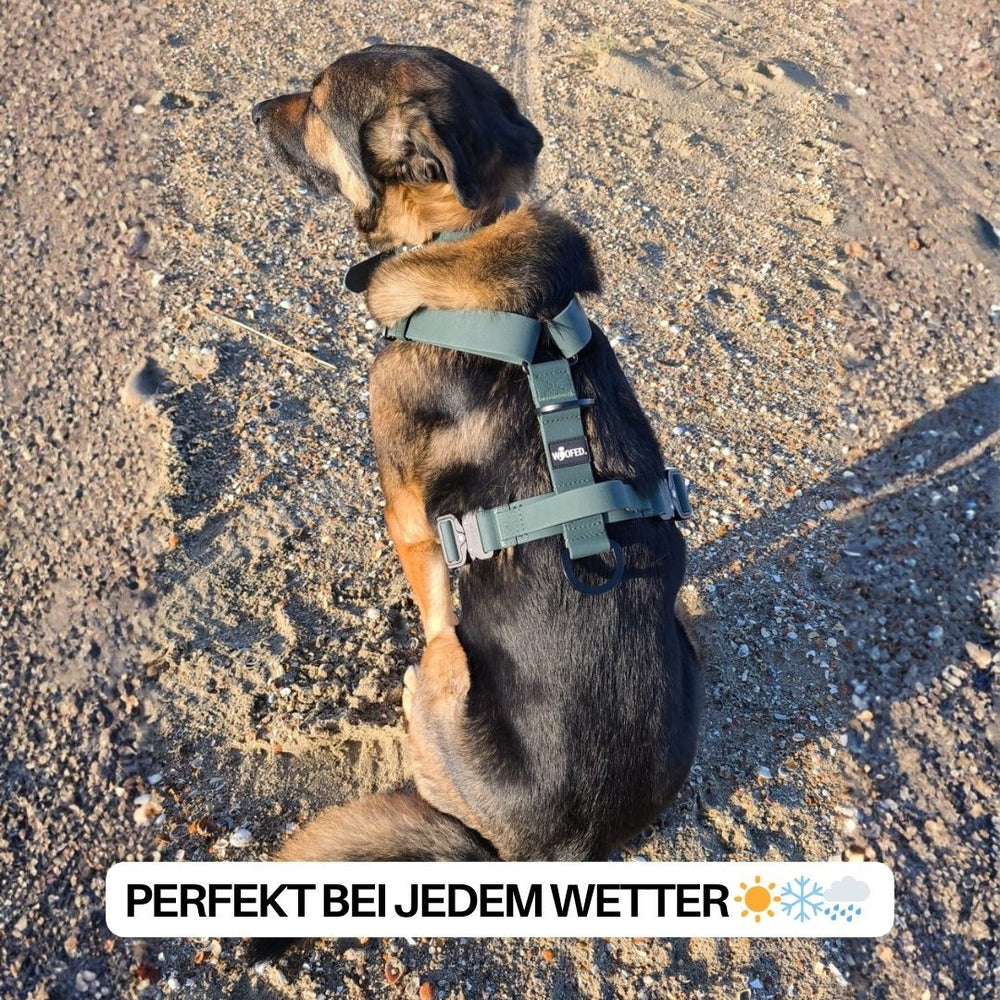 Hund im grauen Y-Hundegeschirr WOOFLEX® sitzt auf sandigem Untergrund, geeignet für jedes Wetter.