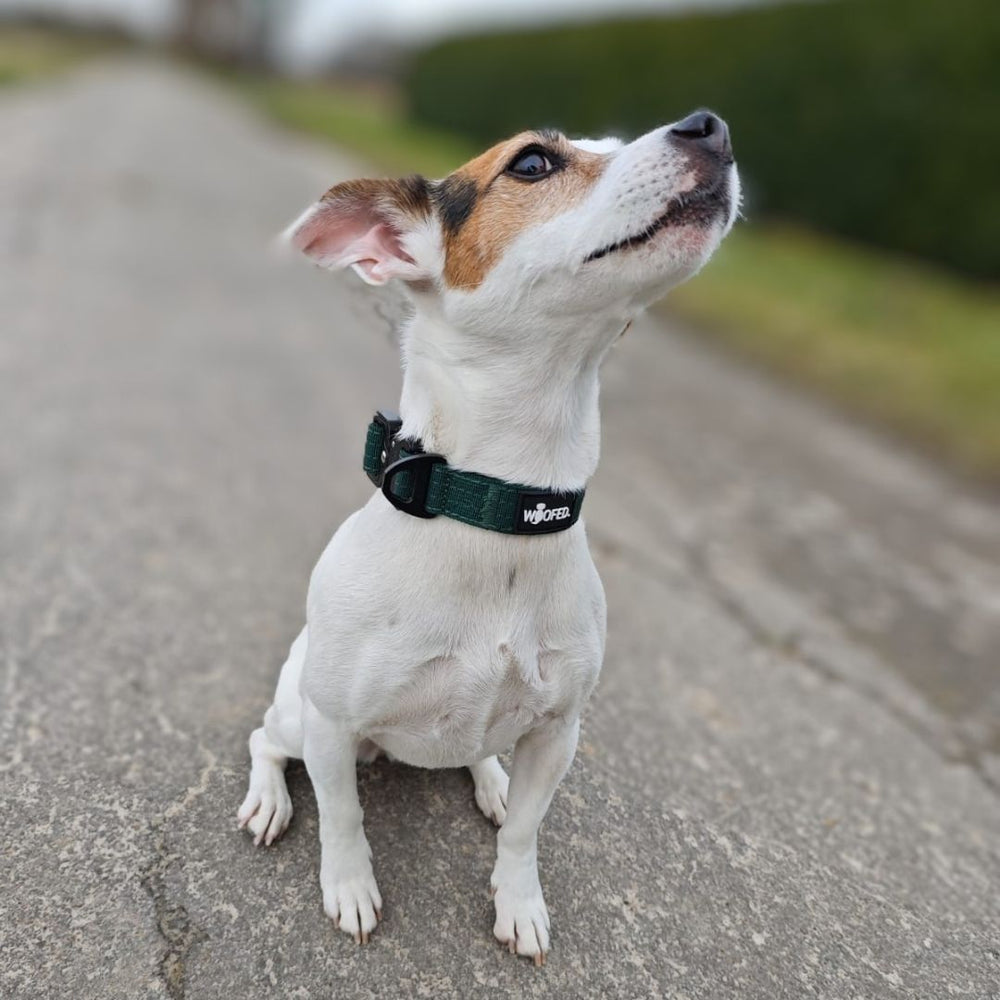 Kleiner, weißer Hund mit braunen Flecken trägt grünes Nylon-Halsband und schaut auf einem Weg nach oben.